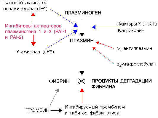 Fibrinolysis