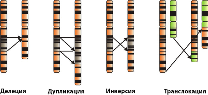 kariotipirovanie-kak-metod-diagnostiki-hromosomnyh_2.png