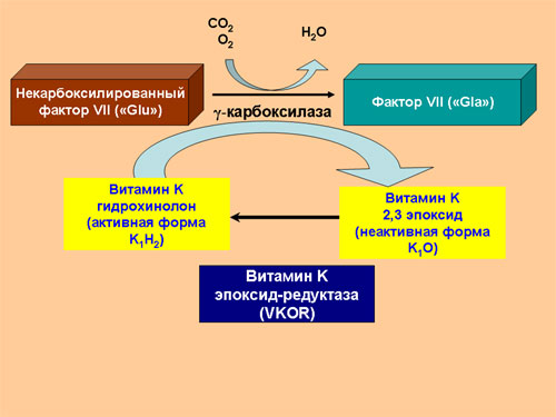 Vitamin K and Factor VII