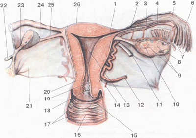 Внутренние половые органы женщины
