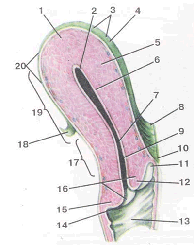 Внутренние половые органы женщины. Тело и шейка матки.