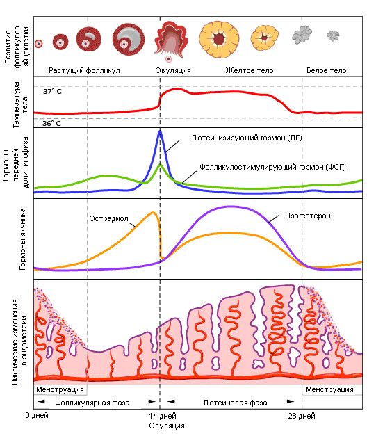 Рис.2. Менструальный цикл