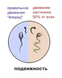 подвижность.jpg