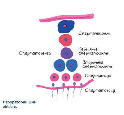 Сперматогенез.jpg