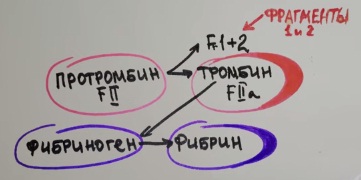 протромбин.jpg