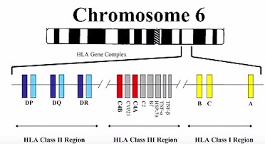 шестая хромосома.jpg
