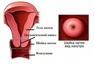 Анатомия женских половых органов - Центр лапароскопии в Москве