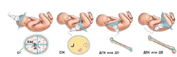 Окружность головы плода. Лобозатылочныц размер плода. Лобно-затылочный размер головки плода норма. Измерение БПР головки плода. Бипариетальный размер головки плода.