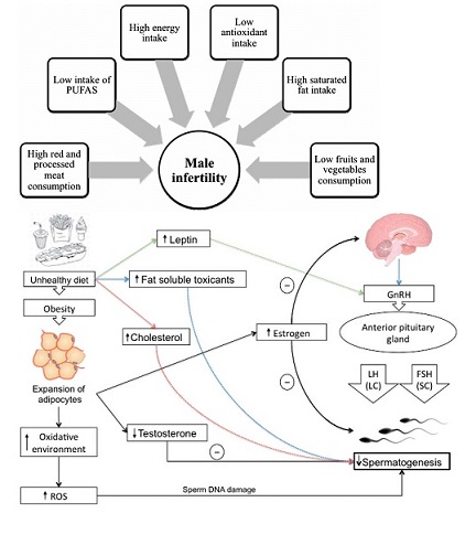 фертильность мужчины.jpg