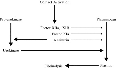 Factor xii alto que significa