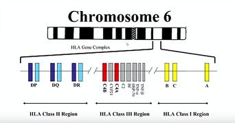 6 хромосома.jpg