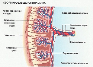 Stroenie-platsenty.jpg