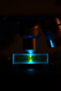 400px-FluorescenceMicroscopeSample_HerringSpermSYBRGreen.jpg