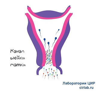 ÐÐ°Ðº Ð¿ÑÐ°Ð²Ð¸Ð»ÑÐ½Ð¾ ÑÐ°ÑÑÐ¸ÑÑÐ¾Ð²Ð°ÑÑ ÑÐ¿ÐµÑÐ¼Ð¾Ð³ÑÐ°Ð¼Ð¼Ñ