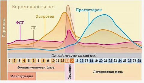 Лютеиновая фаза, овуляция, жёлтое тело