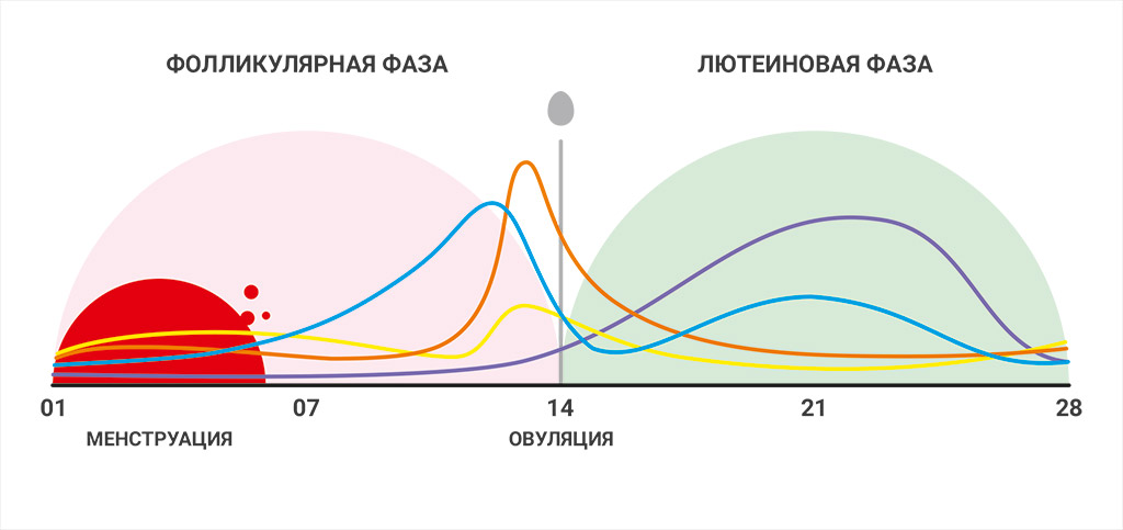 Анализы на гормоны: какие гормоны и когда сдать? За что отвечают половые  гормоны? На какие дни цикла правильно сдавать? Физиология гормонального  фона у женщин.