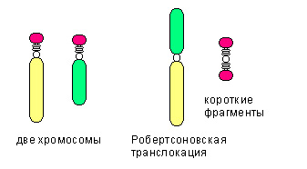 Синдром патау это трисомия по