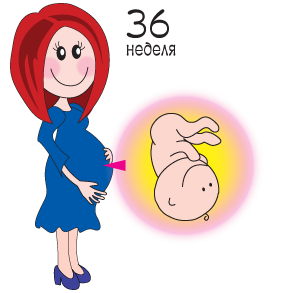 С какой недели считается доношенная беременность