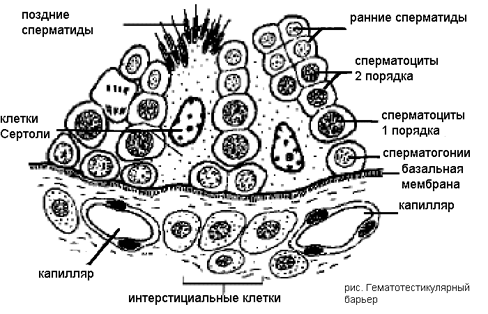 Расшифровка спермограммы