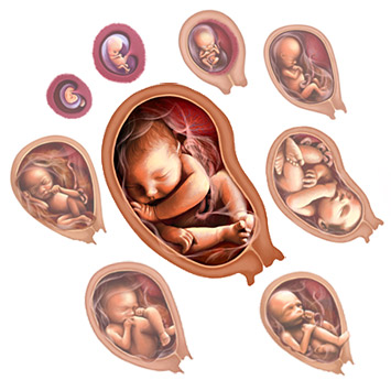 Первые недели беременности - 1,2,3,4 недели беременности: что происходит, развитие беременности и плода