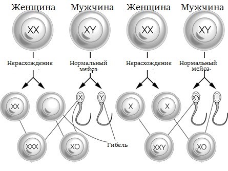 Отсутствие половых хромосом это синдром thumbnail