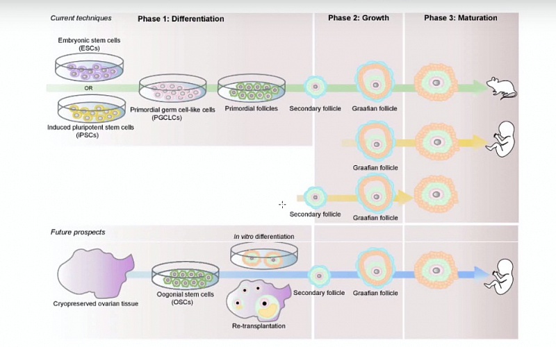 Где происходит созревание яйцеклеток. Овариальный цикл. Овариальный резерв яичников. Низкий овариальный резерв и эко по ОМС. Трансплантация ткани яичника.