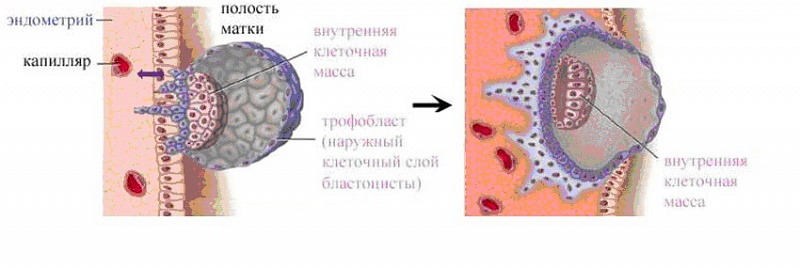 Отечность клеток