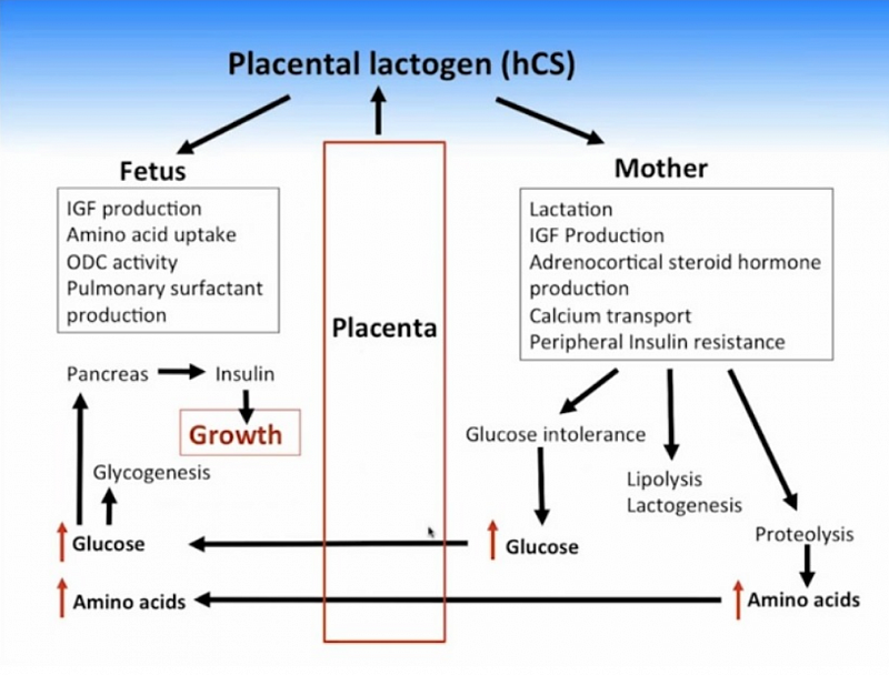 miami human placental lactogen and diabetes
